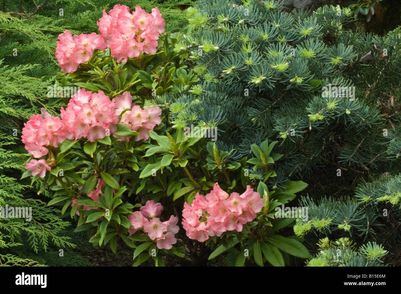 teddy thuja Thuja occidentalis 'Teddy' 9cm