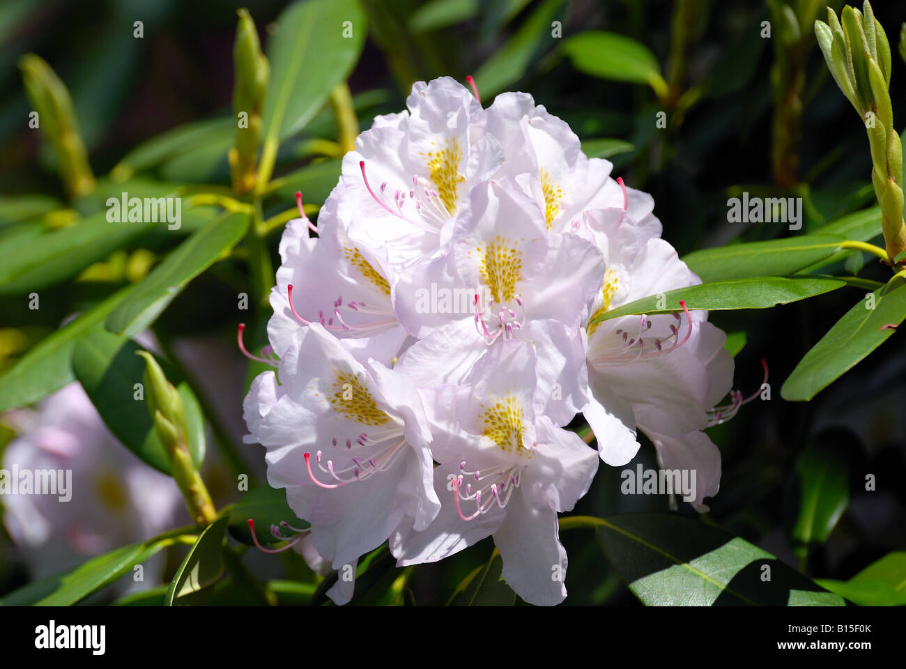 Weiße Blüten mit etwas gelb Stockfoto