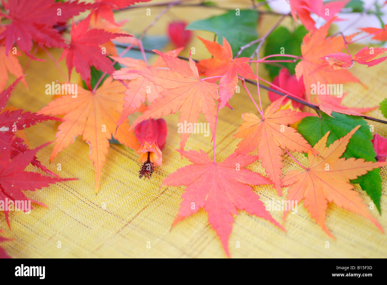 Farbige Blätter Stockfoto