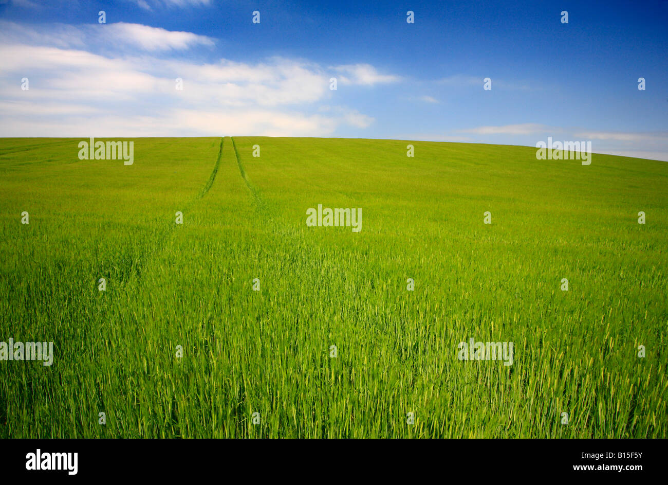 Ein Feld von neuen grünen Getreide und einem blauen Himmel. Stockfoto
