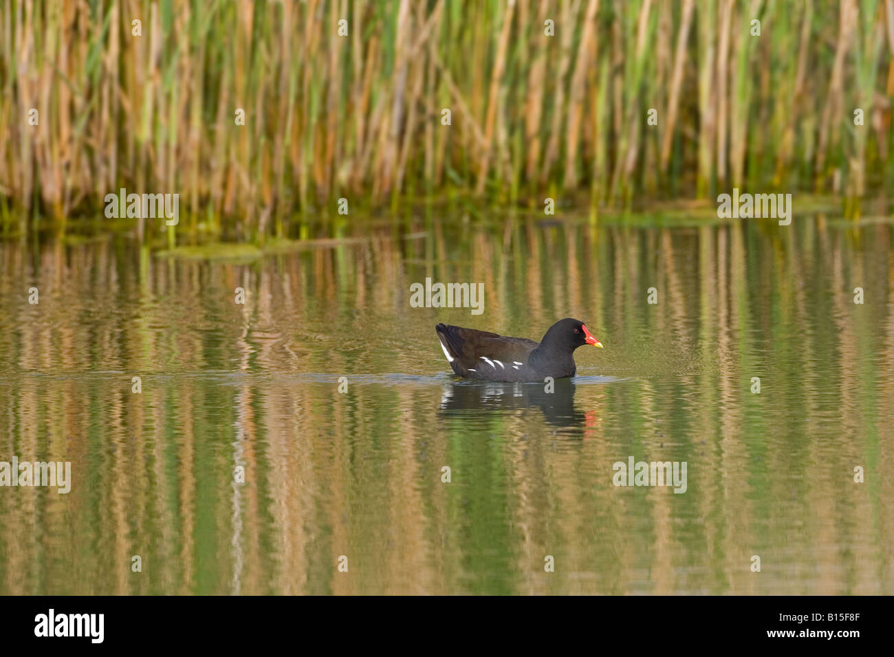 Moorhen Gallinula Chloropus im Schilf Mai Stockfoto