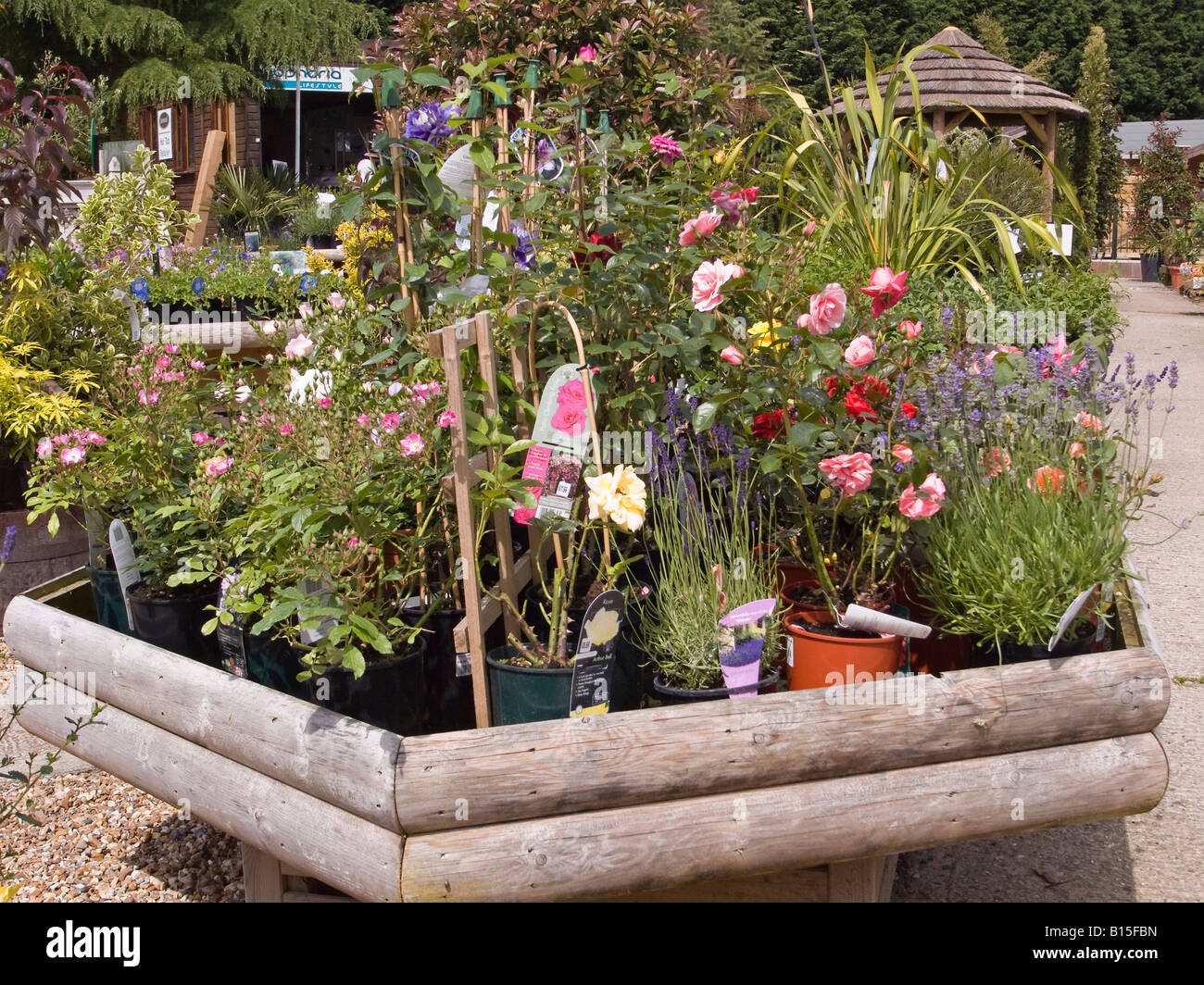 Pflanzen auf den Verkauf in einem englischen Garten-Center Stockfoto