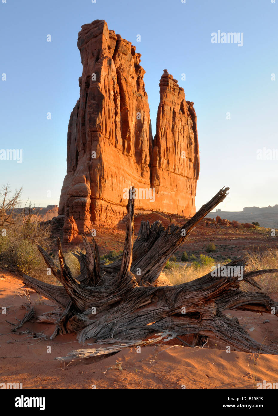 Arches Nationalpark - Courthouse Towers und Bristlecone Kiefer bei Sonnenaufgang Stockfoto