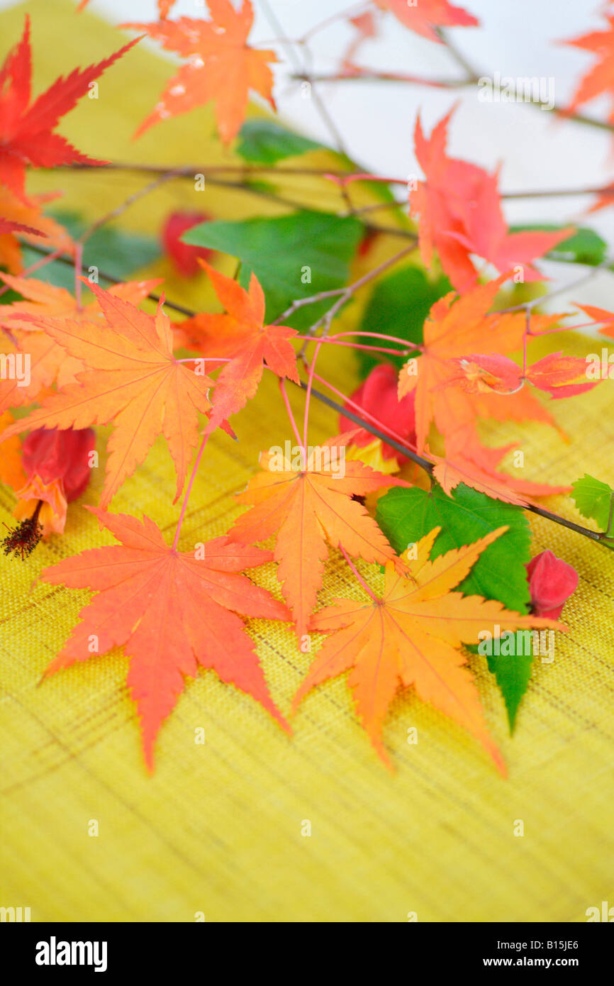 Farbige Blätter Stockfoto