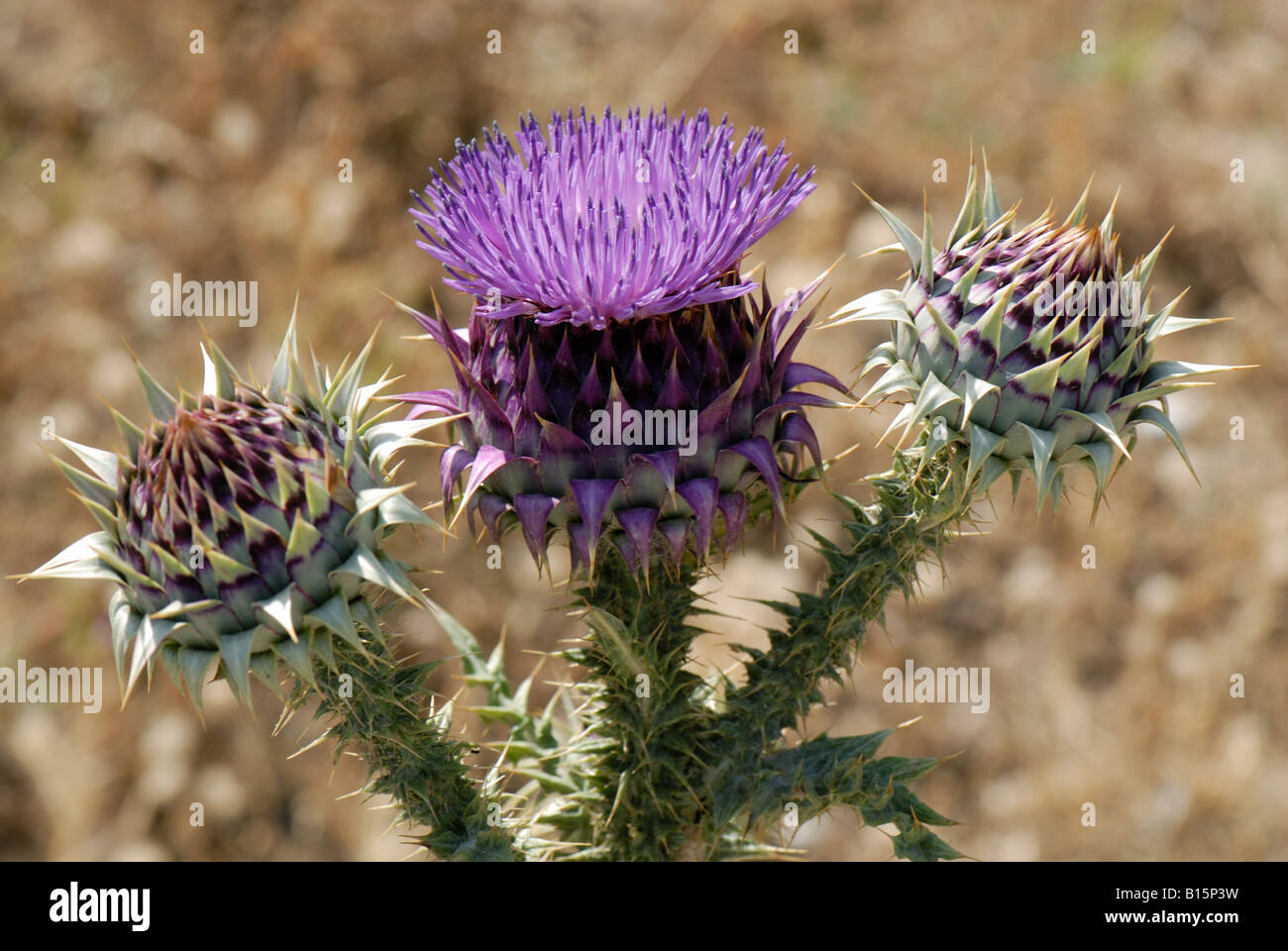 Illyrische Cottonthistle Onopordum Illyricum Distel Blume und Knospen S W Kreta Stockfoto