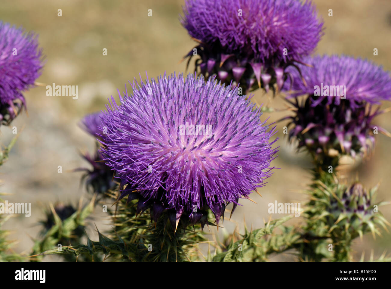 Illyrische Cottonthistle Onopordum Illyricum Distel Blume und Knospen S W Kreta Stockfoto