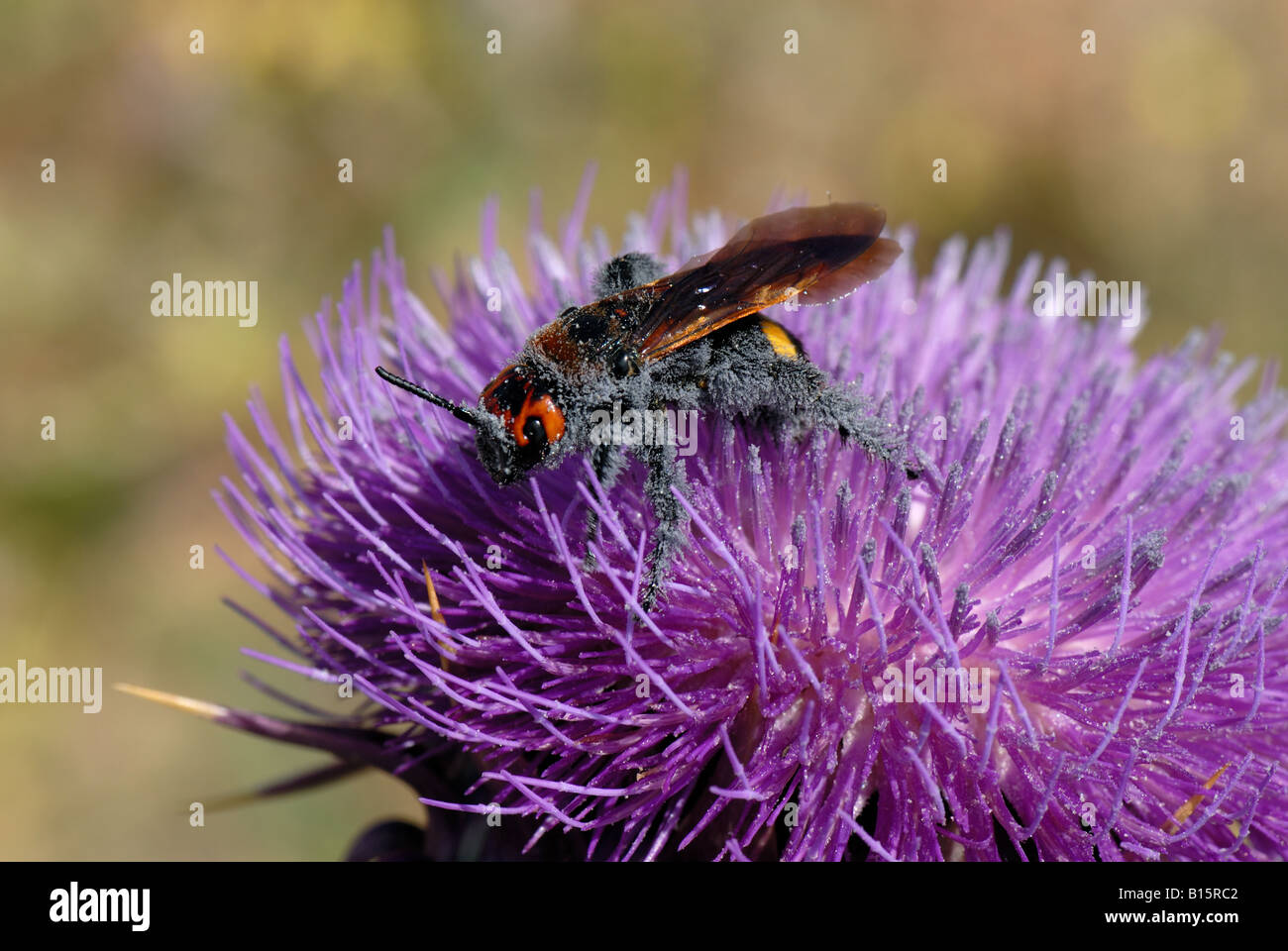 Großen Wespe auf einem illyrischen Cottonthistle Onopordum Illyricum Blume Crete Stockfoto