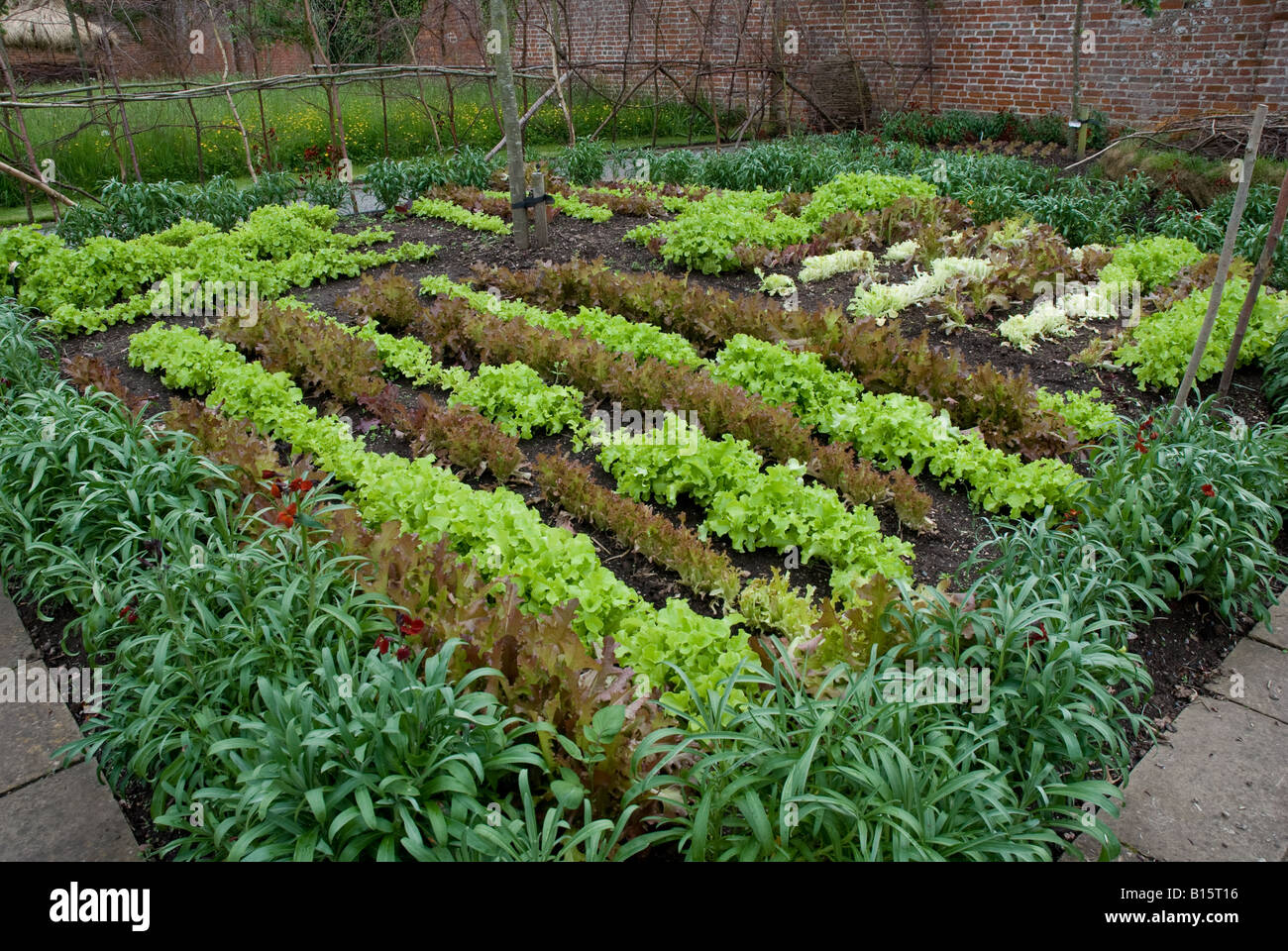 Gemüse Garten bepflanzt mit Salat in Hampton Court, herefordshire Stockfoto