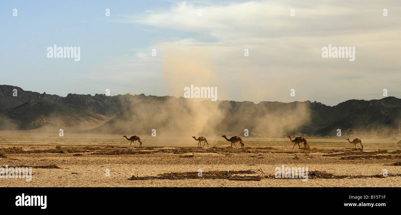 Gruppe von Kamelen Oued Tin Tarabine Tassili Ahaggar Sahara Wüste Algerien Stockfoto