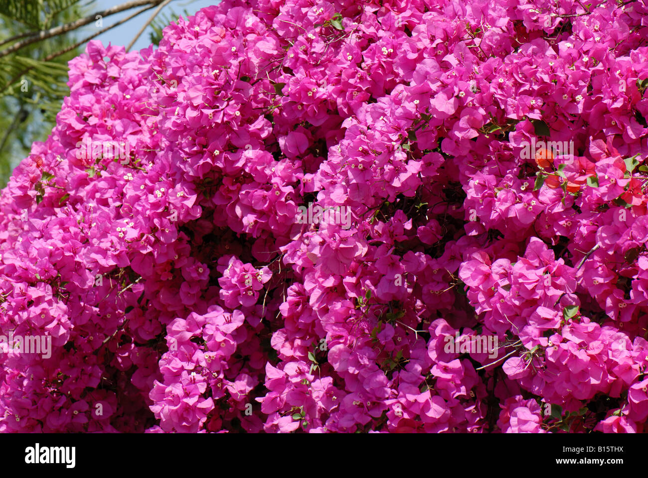 Magenta Hochblätter auf bunten Bougainvillea Glabra Crete Stockfoto