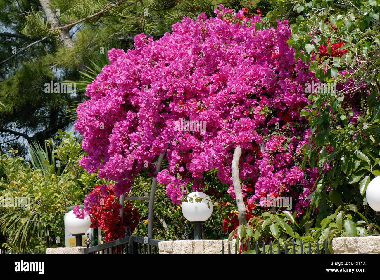 Magenta Hochblätter auf bunten Bougainvillea Glabra Crete Stockfoto