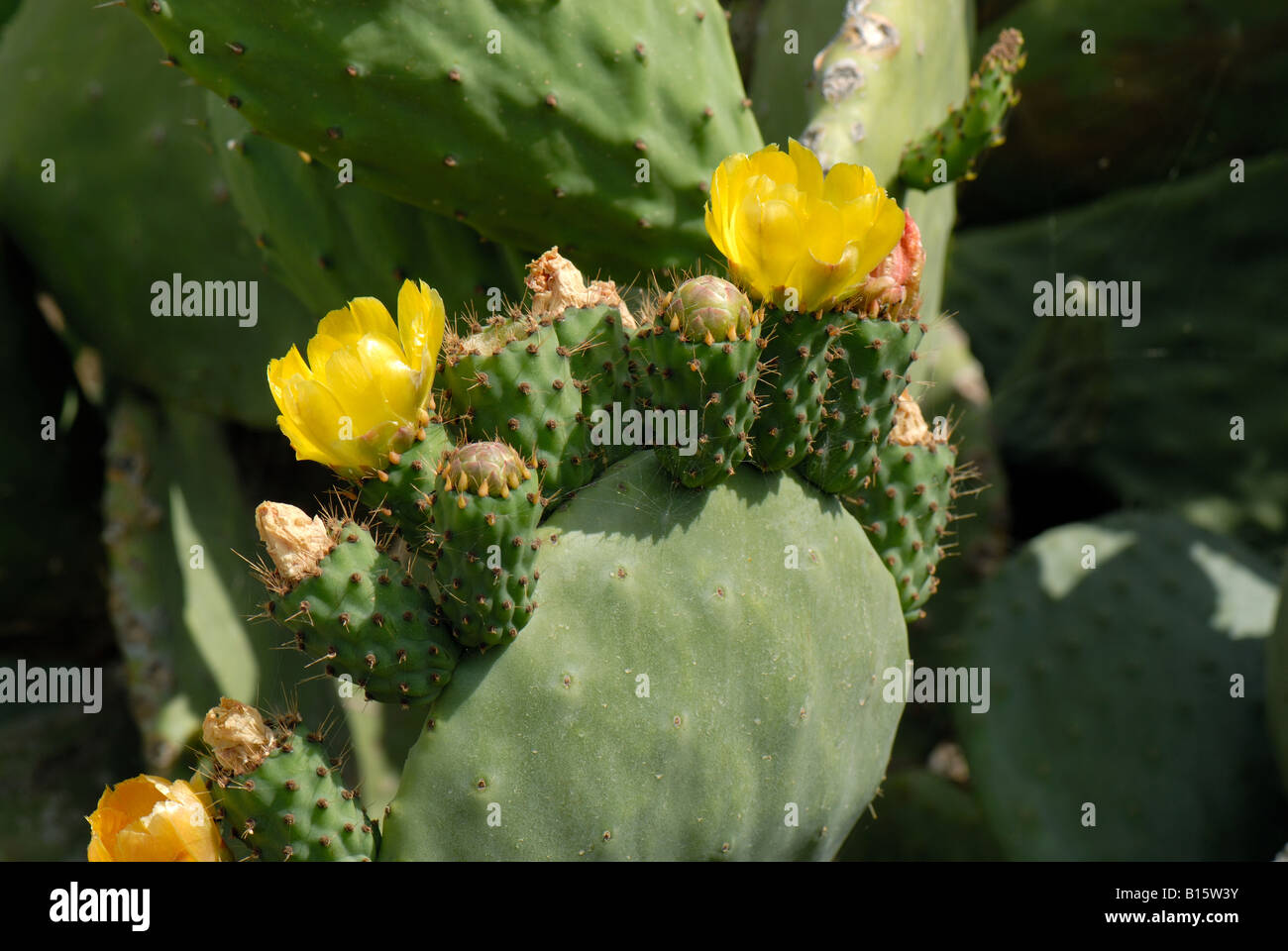 Kaktusfeige oder Barbary Fig Opuntia Ficus Indica Pflanze in Blüte und frühe Frucht Crete Stockfoto