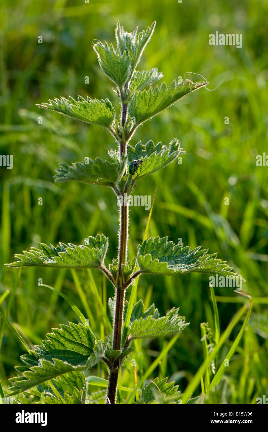 Hinterleuchtete Brennnessel Urtica dioica Stockfoto