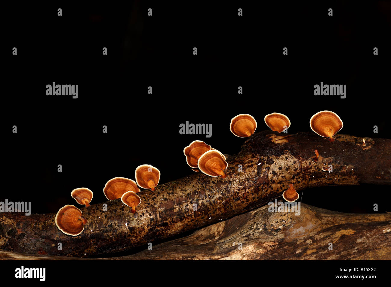 Pilz Stockfoto