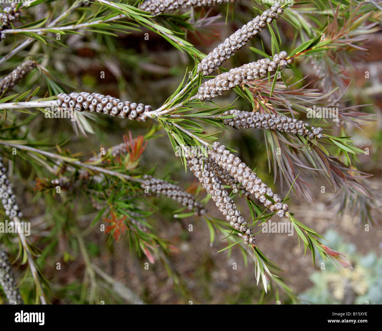 Tonghi-Flaschenbürste, Callistemon subulatus, Myrtaceae. Südost-Australien Stockfoto