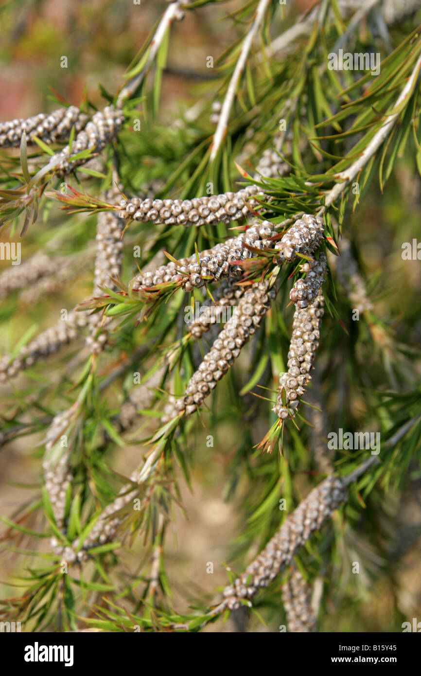 Tonghi-Flaschenbürste, Callistemon subulatus, Myrtaceae. Südost-Australien Stockfoto
