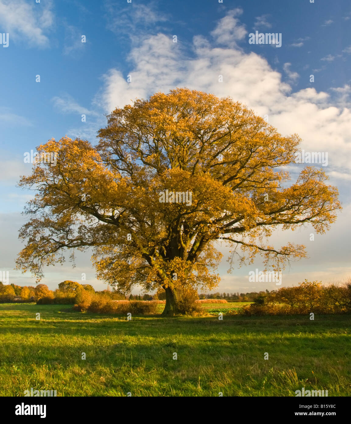 Großer Herbst Baum Stockfoto