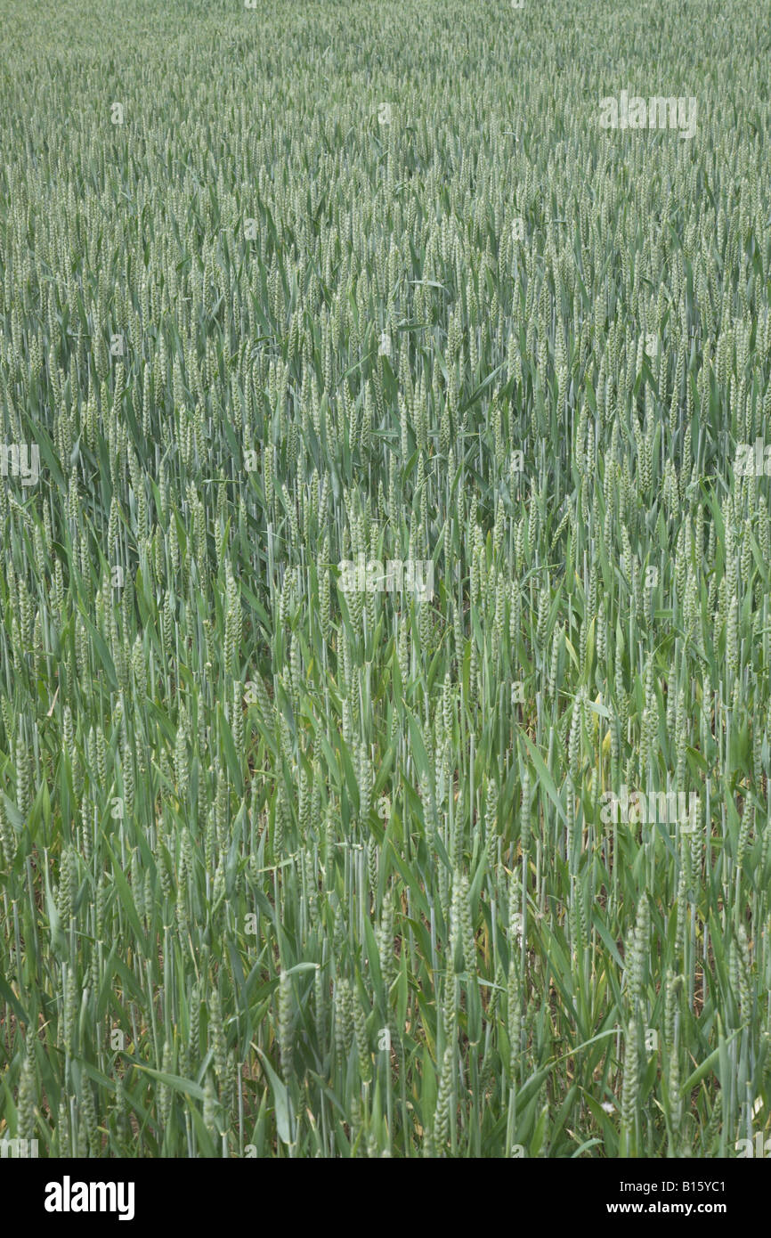 Junge grüne Ernte des Weizens im Feld Stockfoto