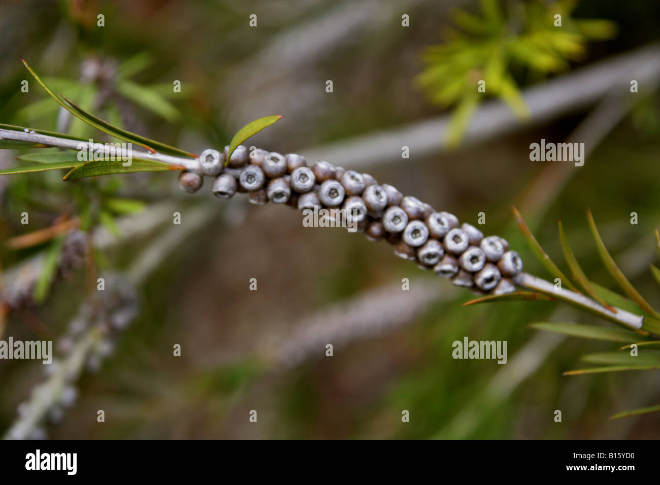 Tonghi-Flaschenbürste, Callistemon subulatus, Myrtaceae. Südost-Australien Stockfoto
