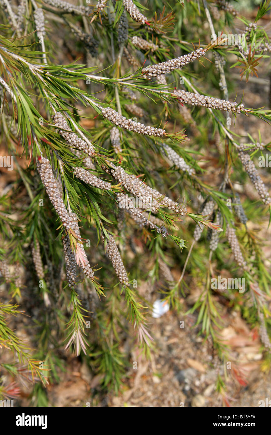 Tonghi-Flaschenbürste, Callistemon subulatus, Myrtaceae. Südost-Australien Stockfoto