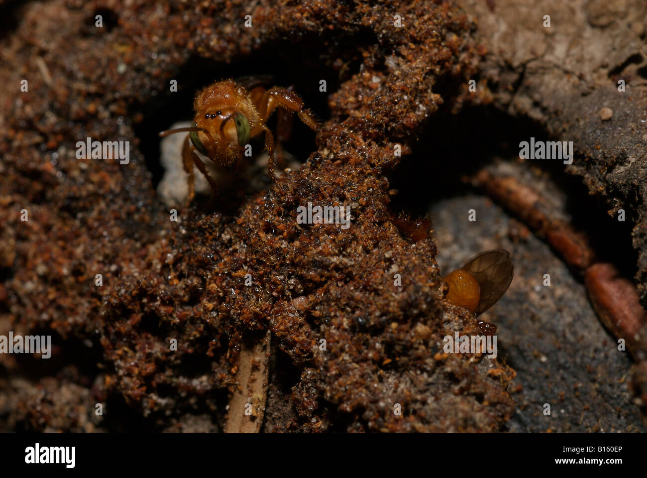 Brasilianischen Regenwaldes native Bienen an ihrem nest Stockfoto