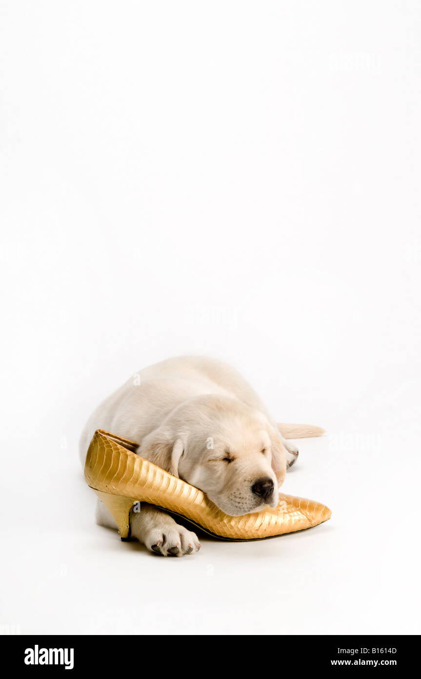 Labrador-Welpe schlafend auf gold Womans Schuh Stockfoto