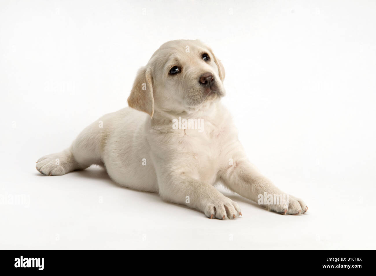 Labrador-Welpe posiert auf weißem Hintergrund Stockfoto