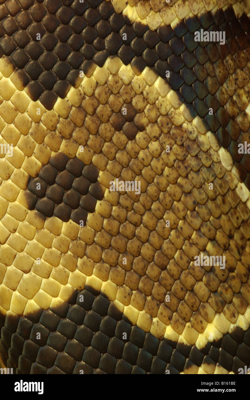 Nahaufnahme von der Haut von einem königlichen Python (Python Regius) Stockfoto