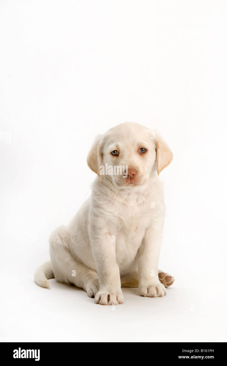Labrador-Welpe auf weißem Hintergrund Stockfoto