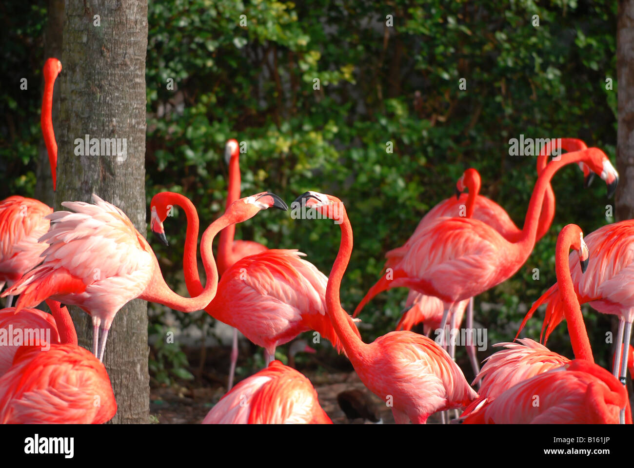 Flamingos Stockfoto