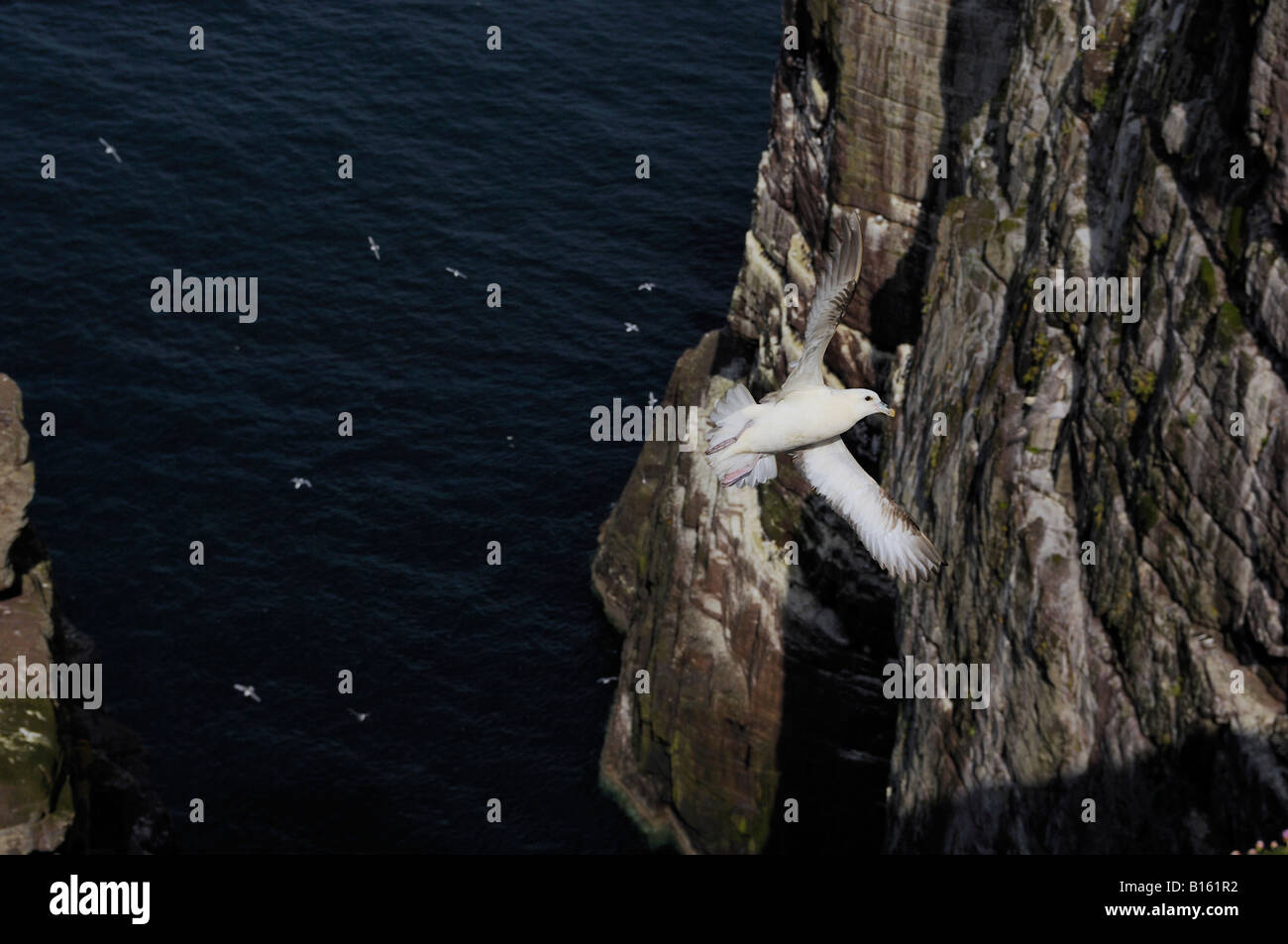 Fulmar Fulmarus Cyclopoida Handa Insel NW Schottland im Flug Stockfoto