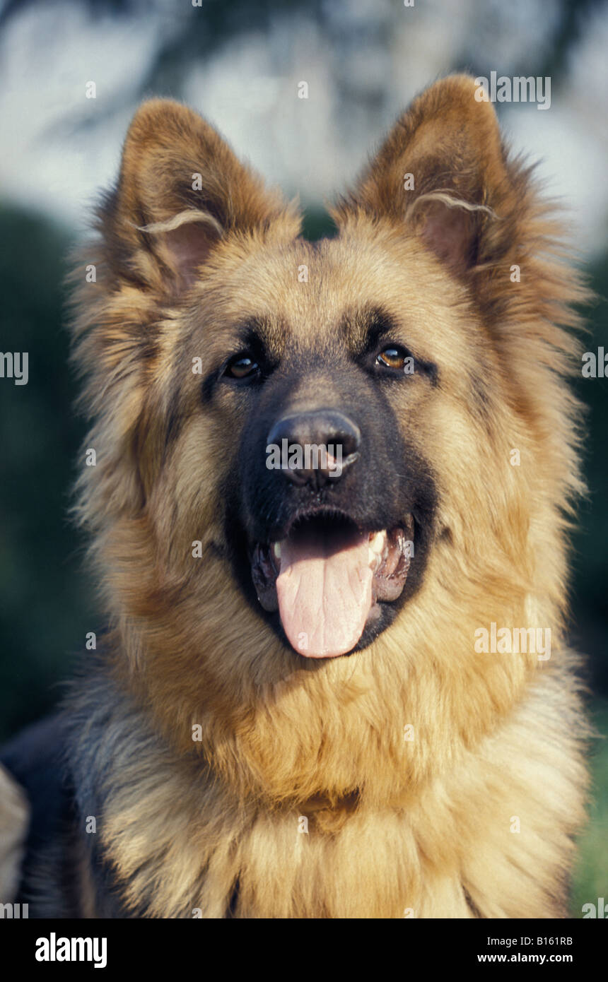 glücklicher Hund, Portrait de Chien Berger Allemand Canis Lupus Familiaris allein Elsass Hirte Elsass Wölfe Begleiter und Spielzeughund C Stockfoto