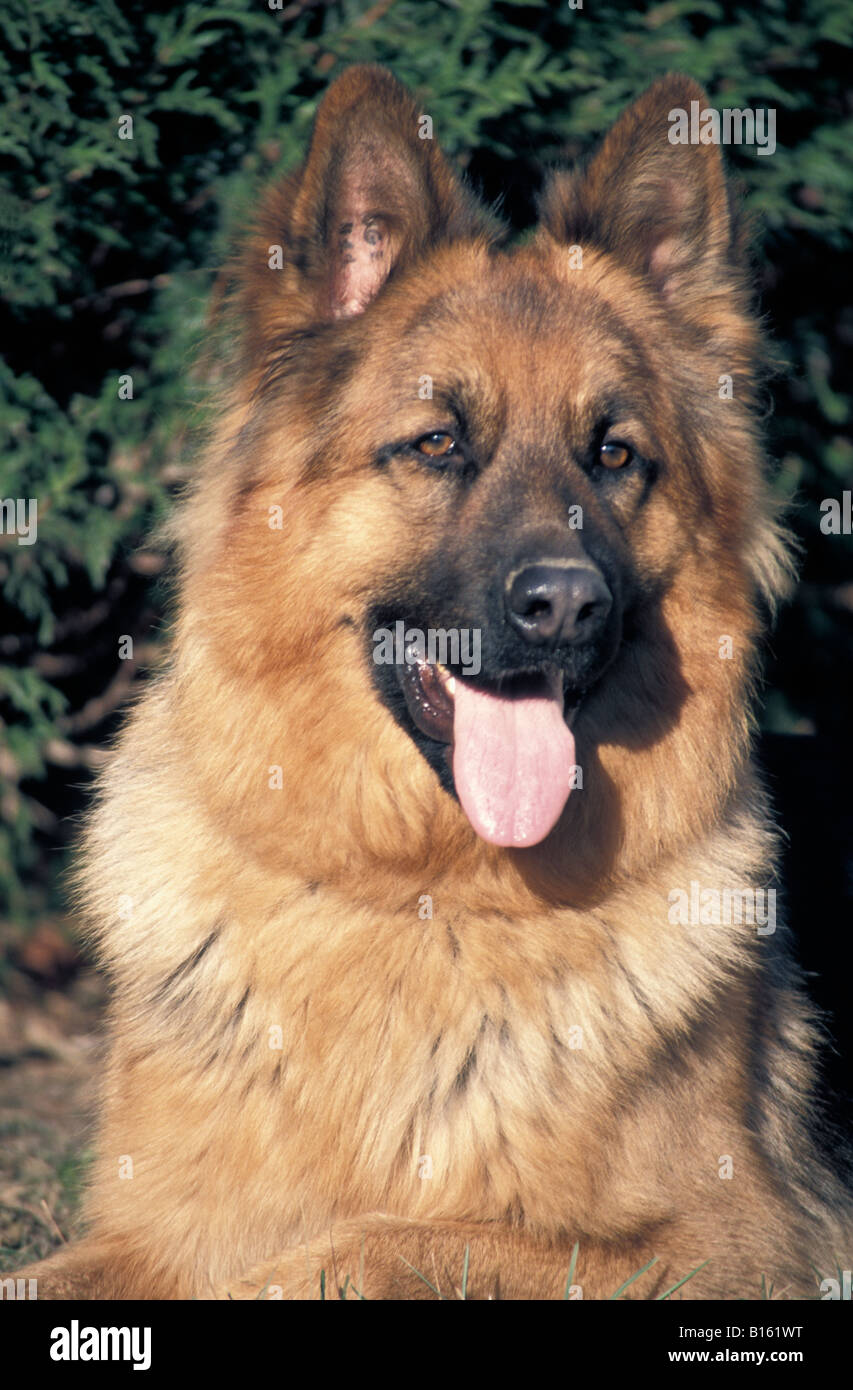 glücklicher Hund, Portrait de Chien Berger Allemand Canis Lupus Familiaris allein Elsass Hirte Elsass Wölfe Begleiter und Spielzeughund C Stockfoto