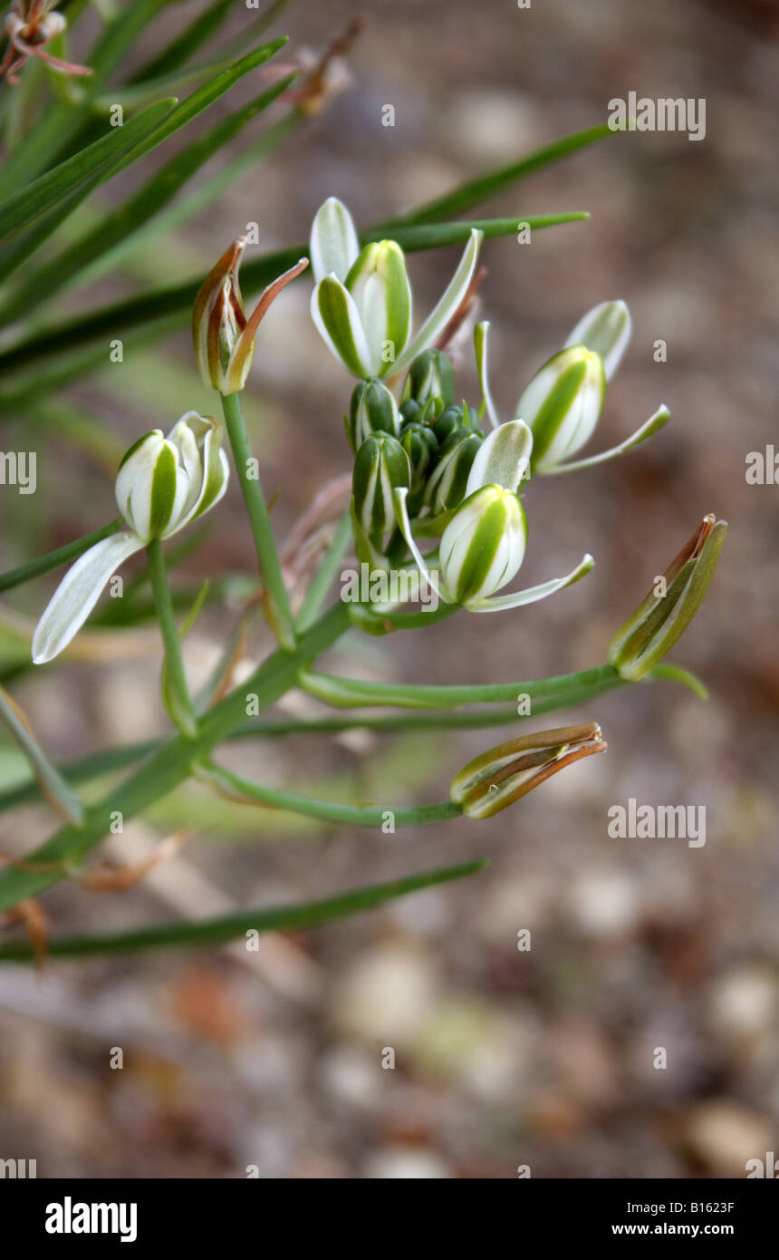 Stern von Bethlehem, Ornithogalum Chionophilum Hyacinthaceae, Zypern Stockfoto