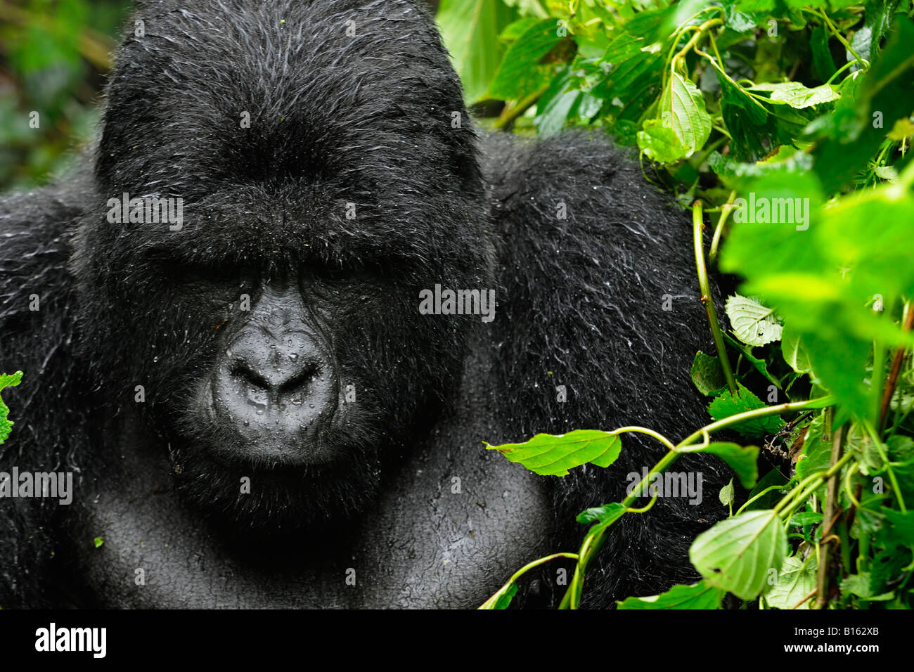 Silberrücken Berggorilla Ruandas Parc National des Vulkane Stockfoto