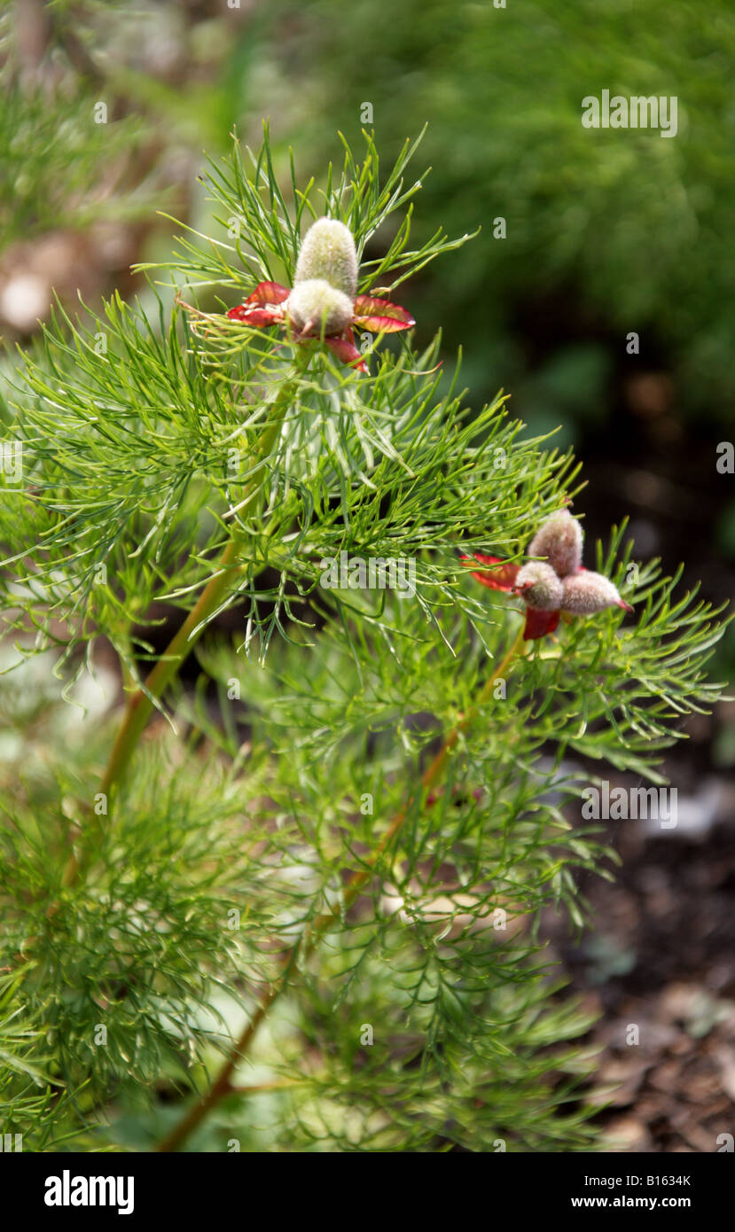 Farnblatt-Pfingstrose (Samenkopf), Paeonia tenuifolia, Paeoniaceae Stockfoto