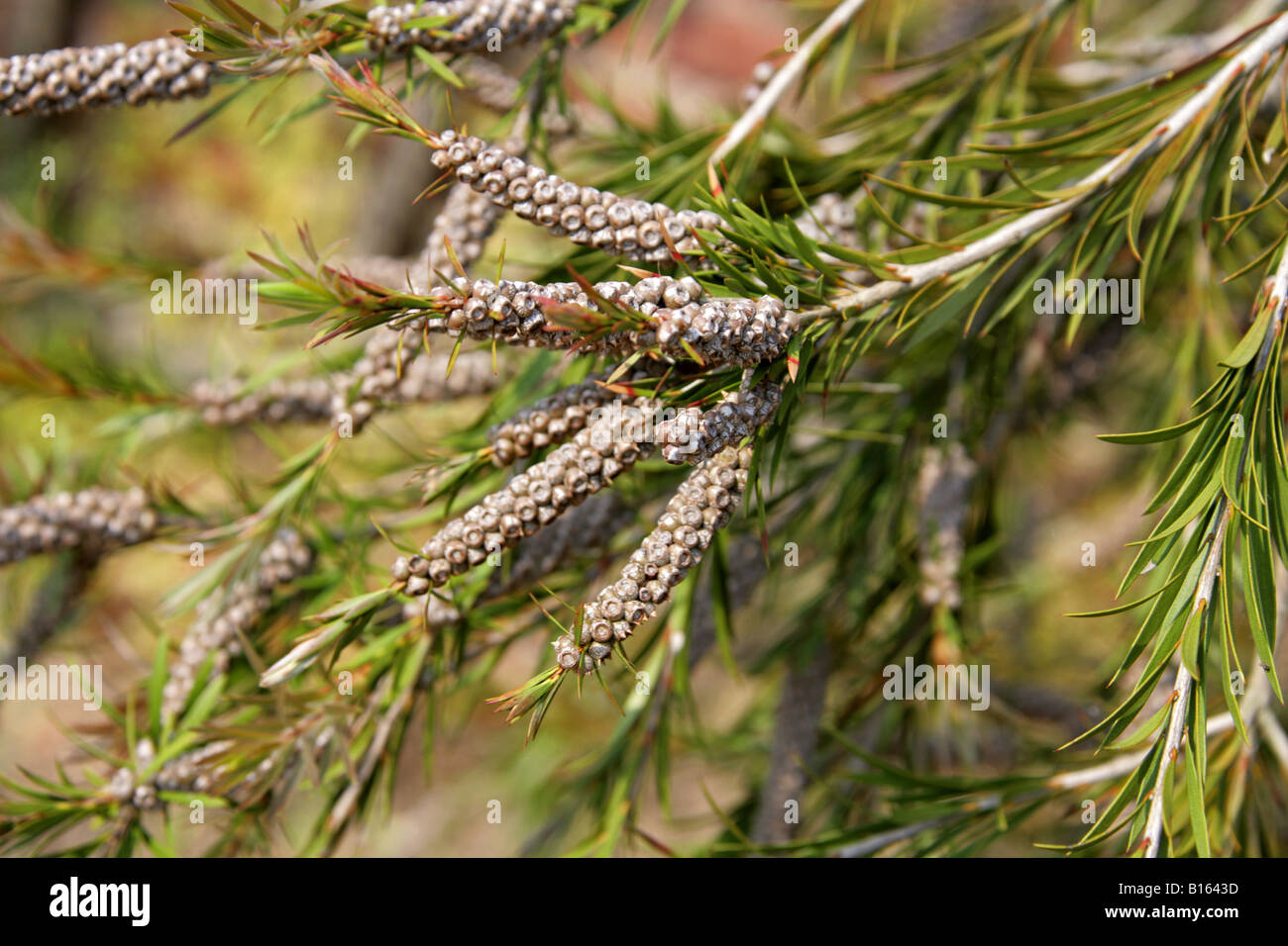 Tonghi-Flaschenbürste, Callistemon subulatus, Myrtaceae. Südost-Australien Stockfoto