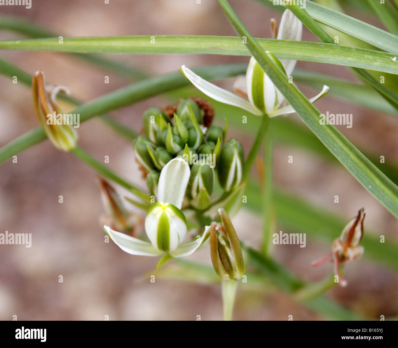 Stern von Bethlehem, Ornithogalum Chionophilum Hyacinthaceae, Zypern Stockfoto