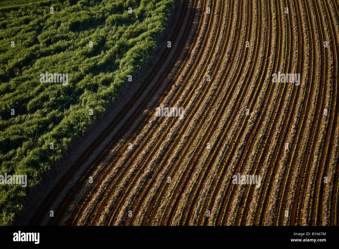 Zuckerrohr-Plantage in der Nähe von Ribeirao Preto Sao Paulo State Brasilien gepflügt land Stockfoto