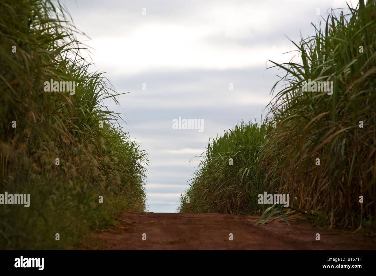 Zuckerrohr-Plantage in der Nähe von Ribeirao Preto Bundesstaat Sao Paulo Brasilien Stockfoto