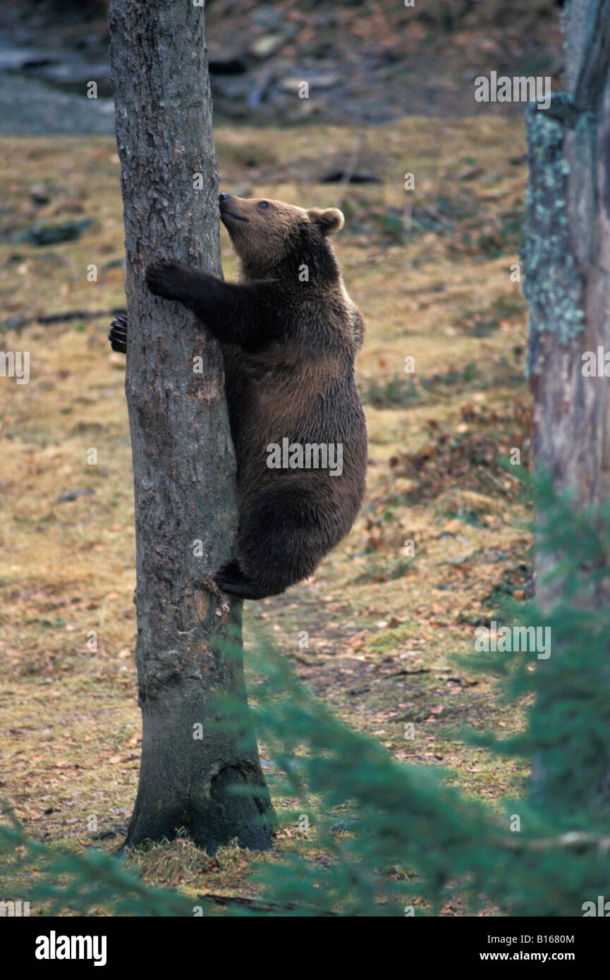 Unsere Brun Braun Bär Ursus Arctos kletternden Baum Erwachsene Erwachsene Tier Arctos Bär Bären kaltblütige braun Carnivora Fleischfresser Stockfoto