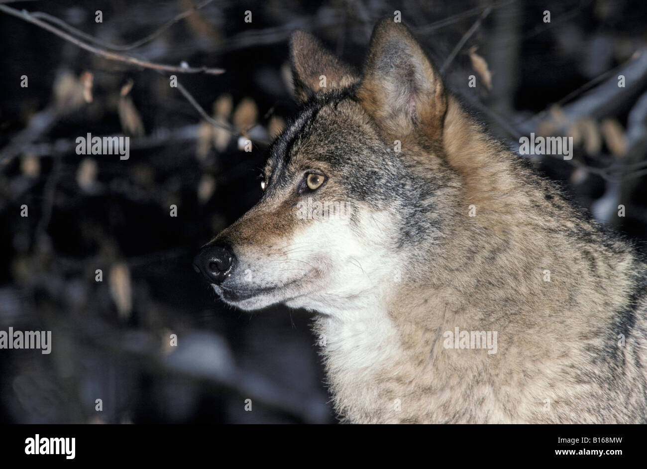 GRAUER WOLF CANIS LUPUS auch bekannt als TIMBER WOLF PORTRAIT Tier Canidae Caniden Canis Canis Lupus Carnivora Fleischfresser Auto Stockfoto