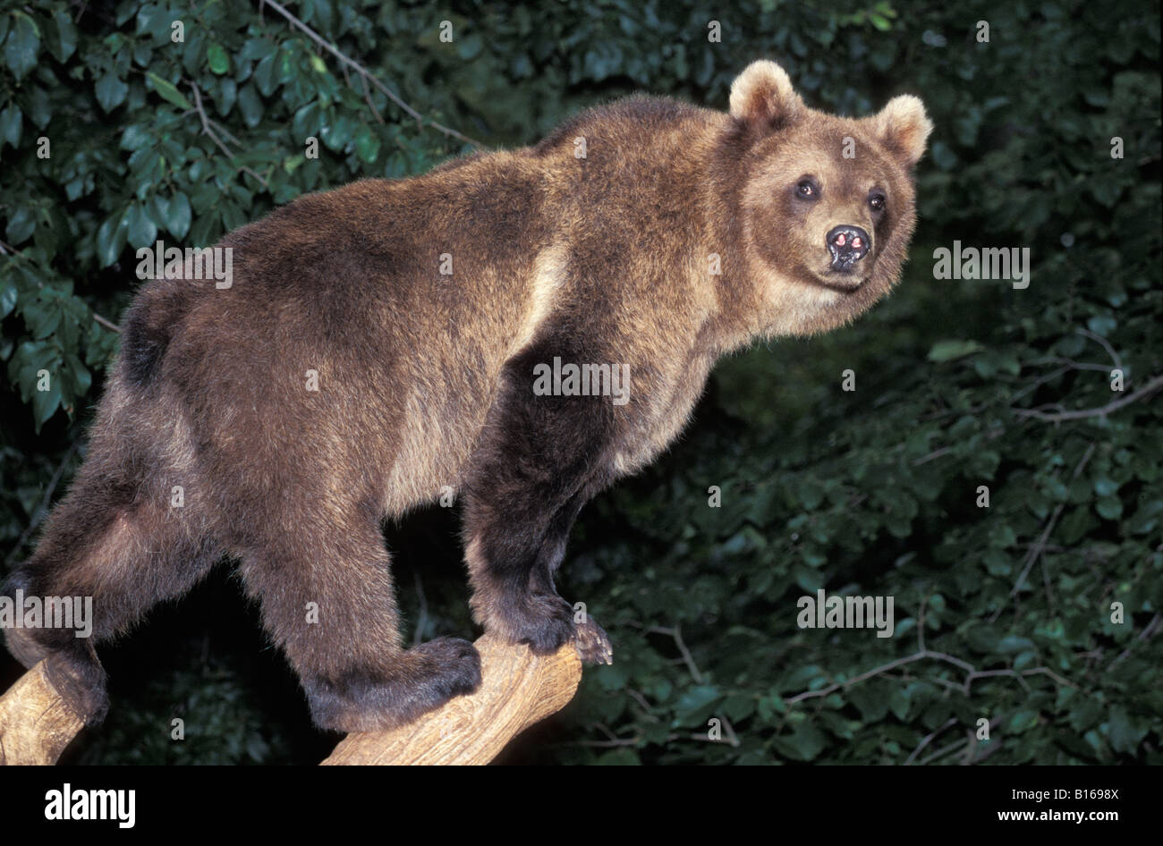 Unsere Brun Braun Bär Ursus Arctos kletternden Baum Erwachsene Erwachsene Tier Arctos Bär Bären kaltblütige braun Carnivora Fleischfresser Stockfoto