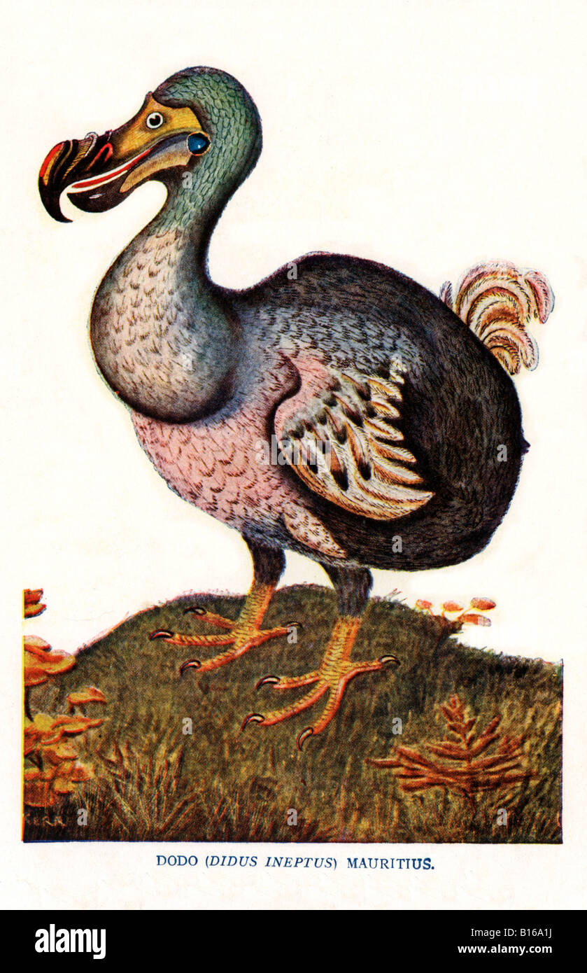 Der Dodo viktorianische Darstellung der flugunfähigen Vogel Didus Ineptus aus Mauritius von 1681 ausgestorben Stockfoto