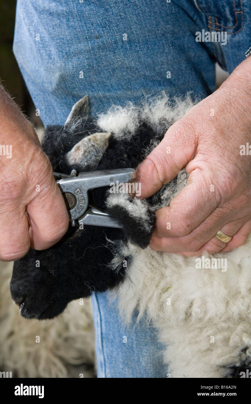 Landwirt tagging junges Lamm mit ID-Tags Doppel Tagging Vorschriften einzuhalten Stockfoto