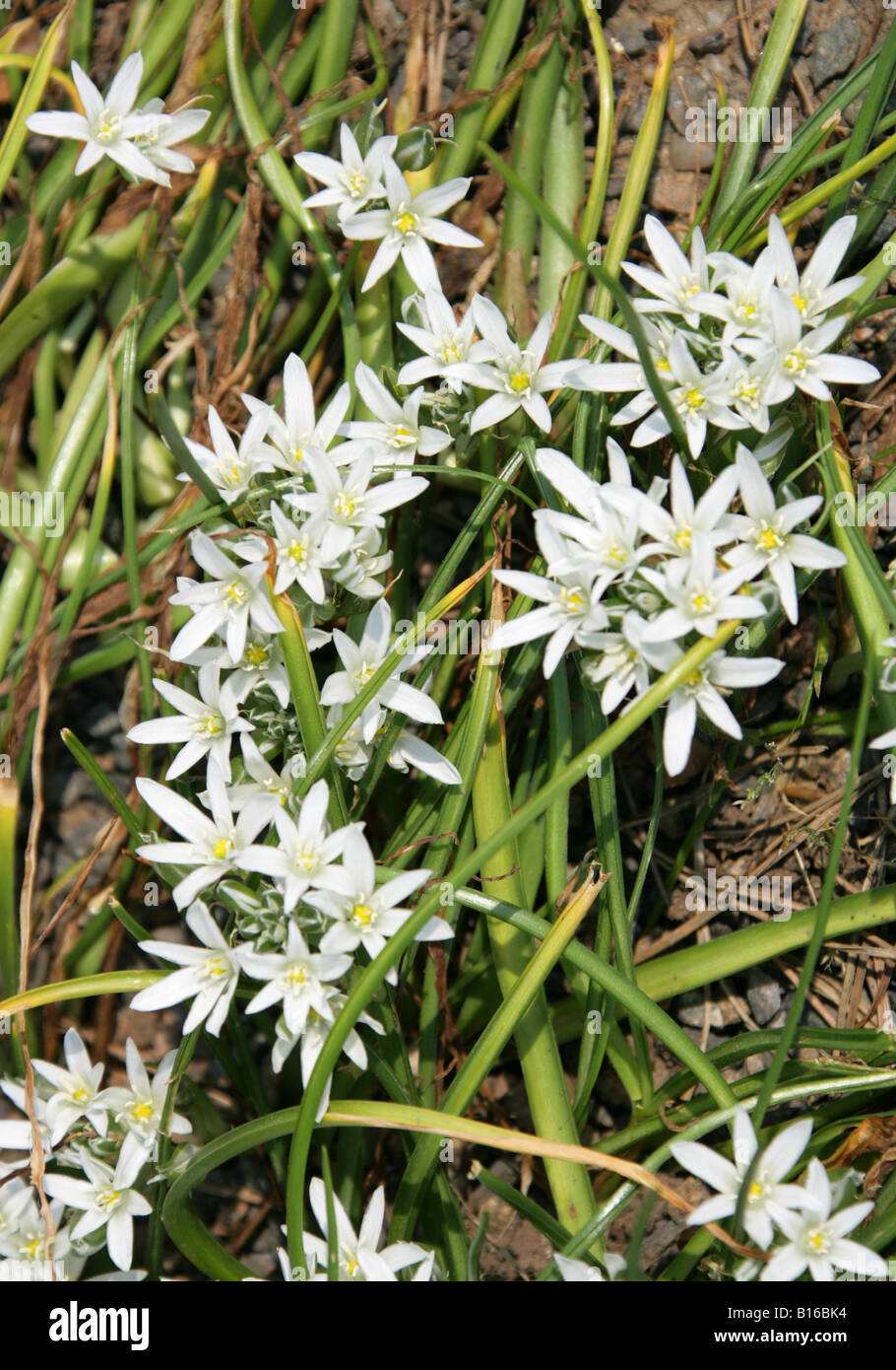 Stern von Bethlehem, Ornithogalum Chionophilum Hyacinthaceae, Zypern Stockfoto
