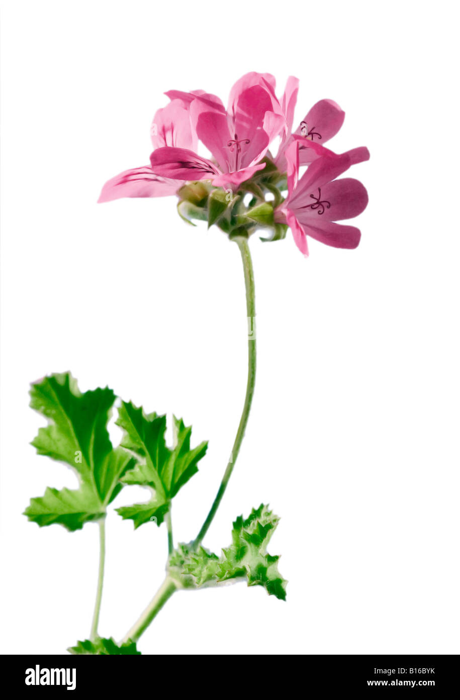 Blühende Geranien [Pelargonien] erschossen vor einem weißen Hintergrund Stockfoto