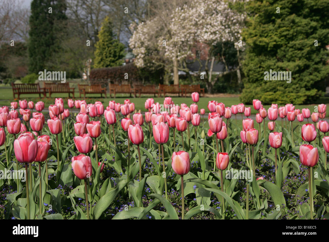 Von Chester, England. Am frühen Morgen Blick auf Frühjahr Tulpen im Grosvenor Park mit leeren Bänken im Hintergrund. Stockfoto