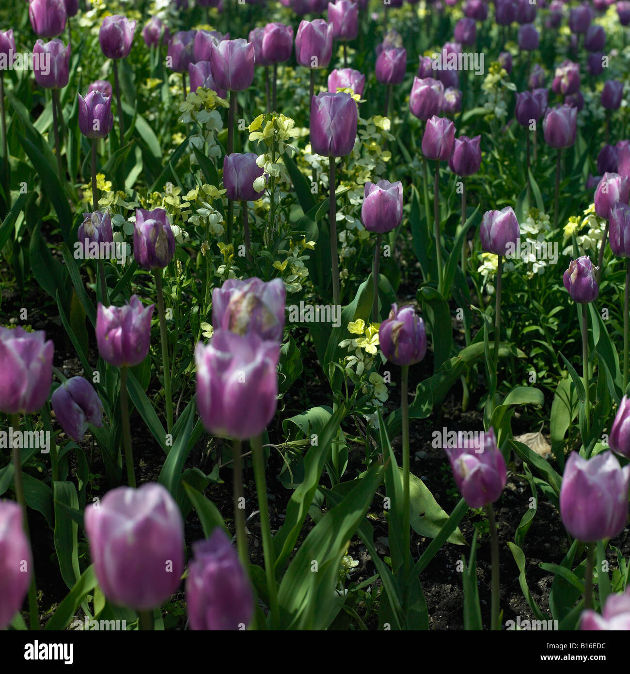 lila Tulpe Blumenbeet Stockfoto