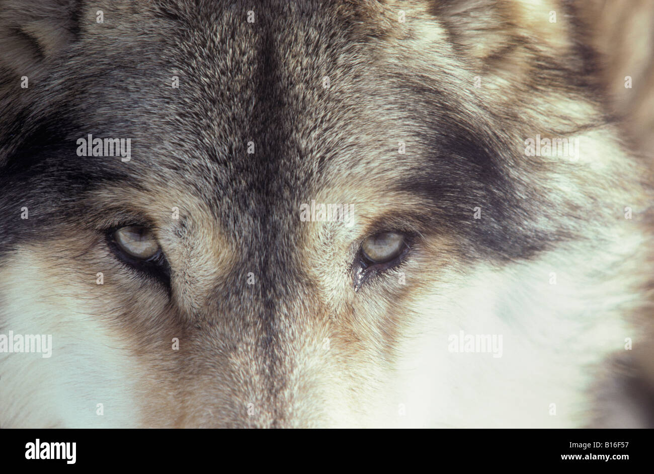 GRAUER WOLF CANIS LUPUS auch bekannt als TIMBER WOLF PORTRAIT Tier Canidae Caniden Canis Canis Lupus Carnivora Fleischfresser Auto Stockfoto